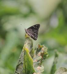 Lepidoptera