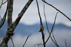 Euphonia chrysopasta