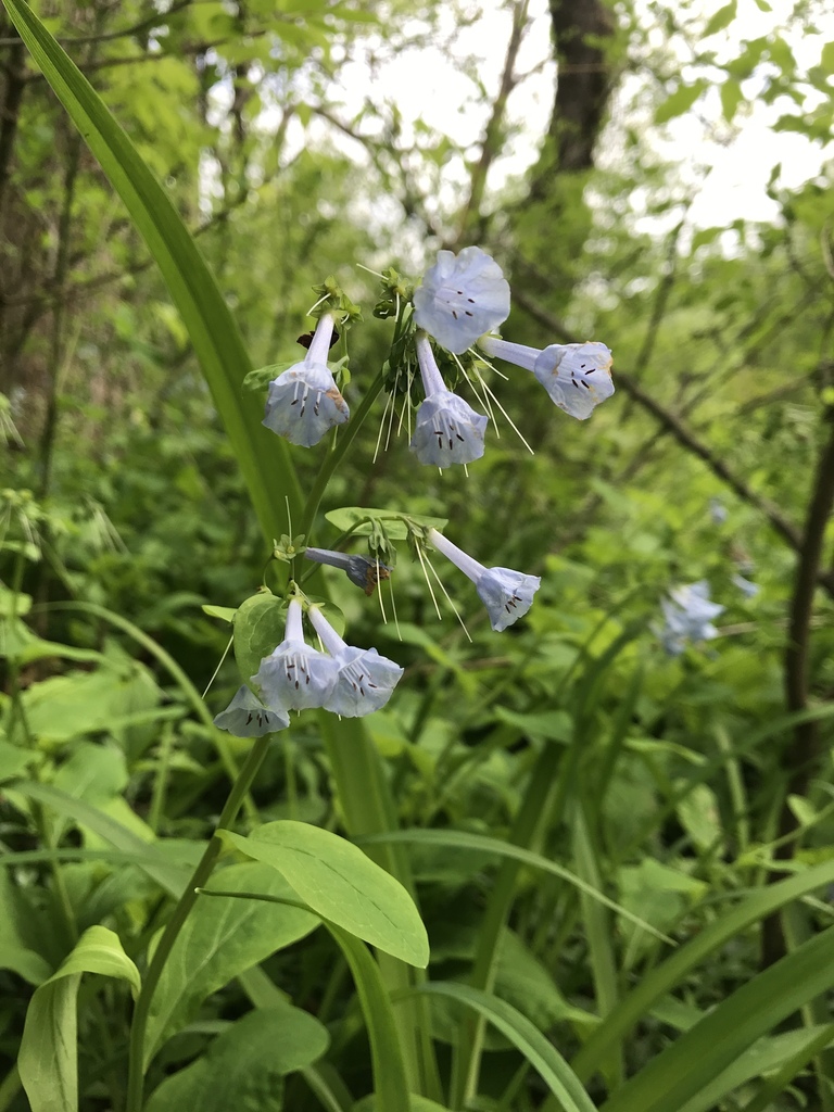 Virginia bluebells from Gunpowder Falls State Park, Kingsville, MD, US