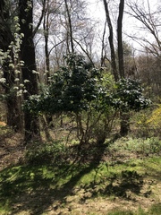 Rhododendron ponticum