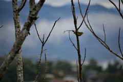 Euphonia chrysopasta
