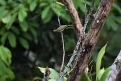 Euphonia chrysopasta