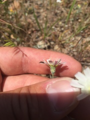 Malacothrix floccifera