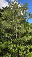 Quercus incana