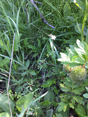 Lithophragma parviflorum