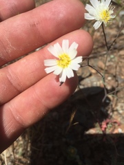 Malacothrix floccifera