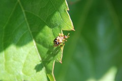 Paroplapoderus turbidus