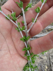 Citharexylum brachyanthum