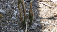 Nyctocereus serpentinus