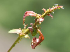 Aphis spiraecola