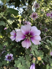 Malva subovata