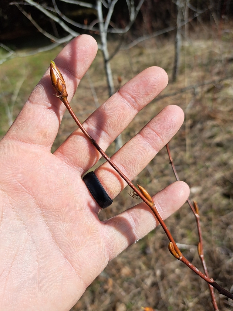 Balsam Poplar