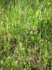 Fritillaria atropurpurea