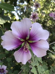 Malva subovata