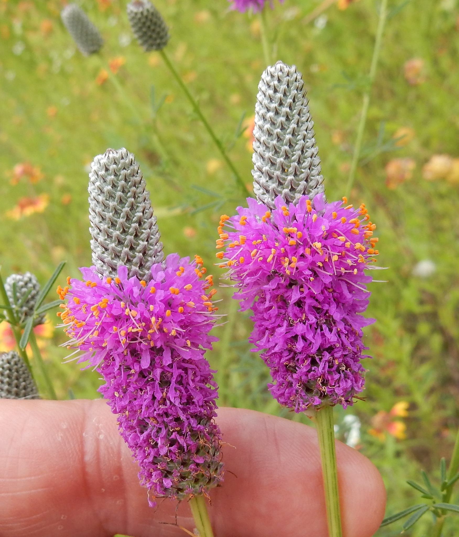 Dalea compacta var. pubescens