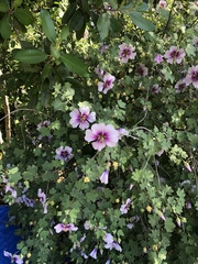Malva subovata