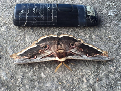 Saturnia pyri