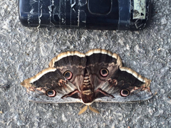 Saturnia pyri