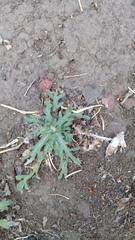 Erigeron variifolius