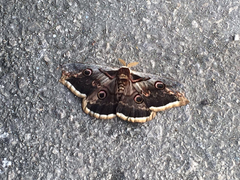 Saturnia pyri