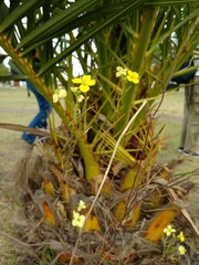 Diplotaxis tenuifolia