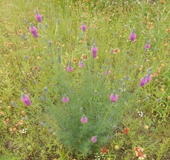 Dalea compacta pubescens