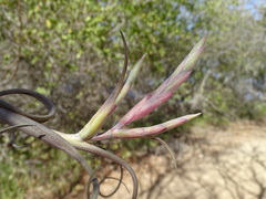 Tillandsia intermedia