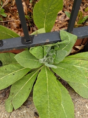 Verbascum thapsus