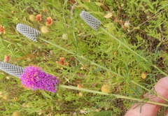 Dalea compacta pubescens