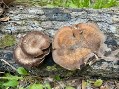 Media resource of Lentinus arcularius