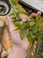 Acer negundo
