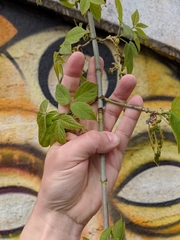 Acer negundo