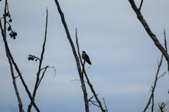 Campylopterus largipennis