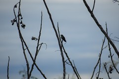 Campylopterus largipennis