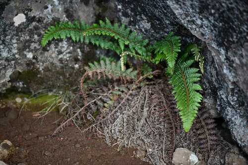 Polystichum sinense, photograph 3