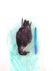 Pelecanoides urinatrix