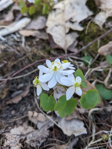 rue anemone photographed in New York