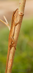 Anolis sericeus
