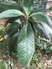 Fuchsia boliviana luxurians