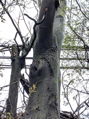 Ailanthus altissima