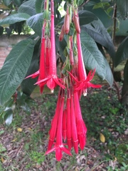 Fuchsia boliviana luxurians
