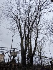 Ailanthus altissima