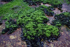 Gelidium pristoides