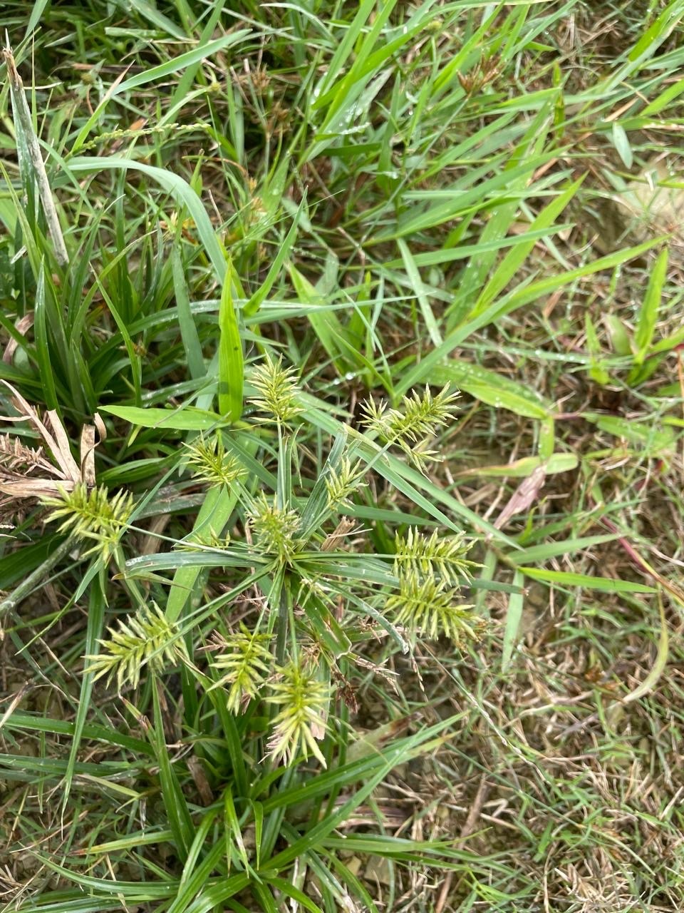 Cyperus meyenianus