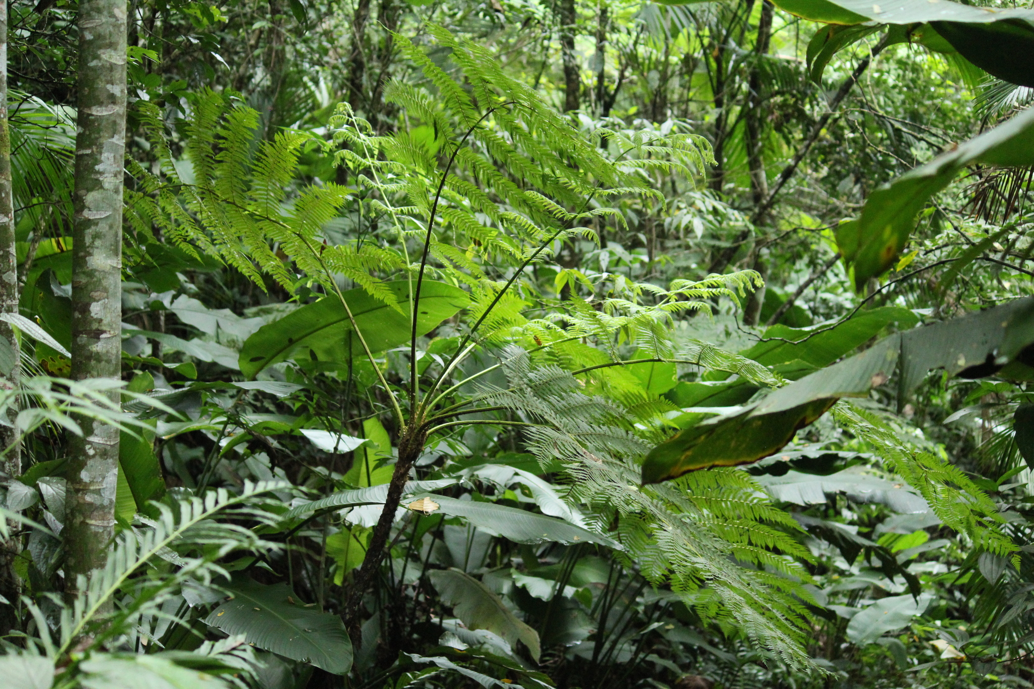 Cyathea hirsuta