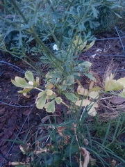 Ammi majus