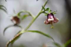 Swordleaf rush (Heterochaenia ensifolia)