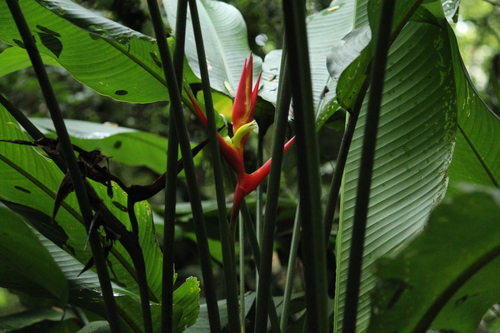 Image of Heliconia farinosa by no rights reserved