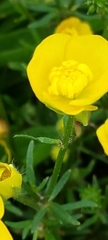 Ranunculus bulbosus bulbosus