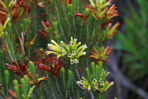 Image of Golden Pine Heath (Erica pinea) by (c) Tony Rebelo, some rights reserved (CC BY-SA)